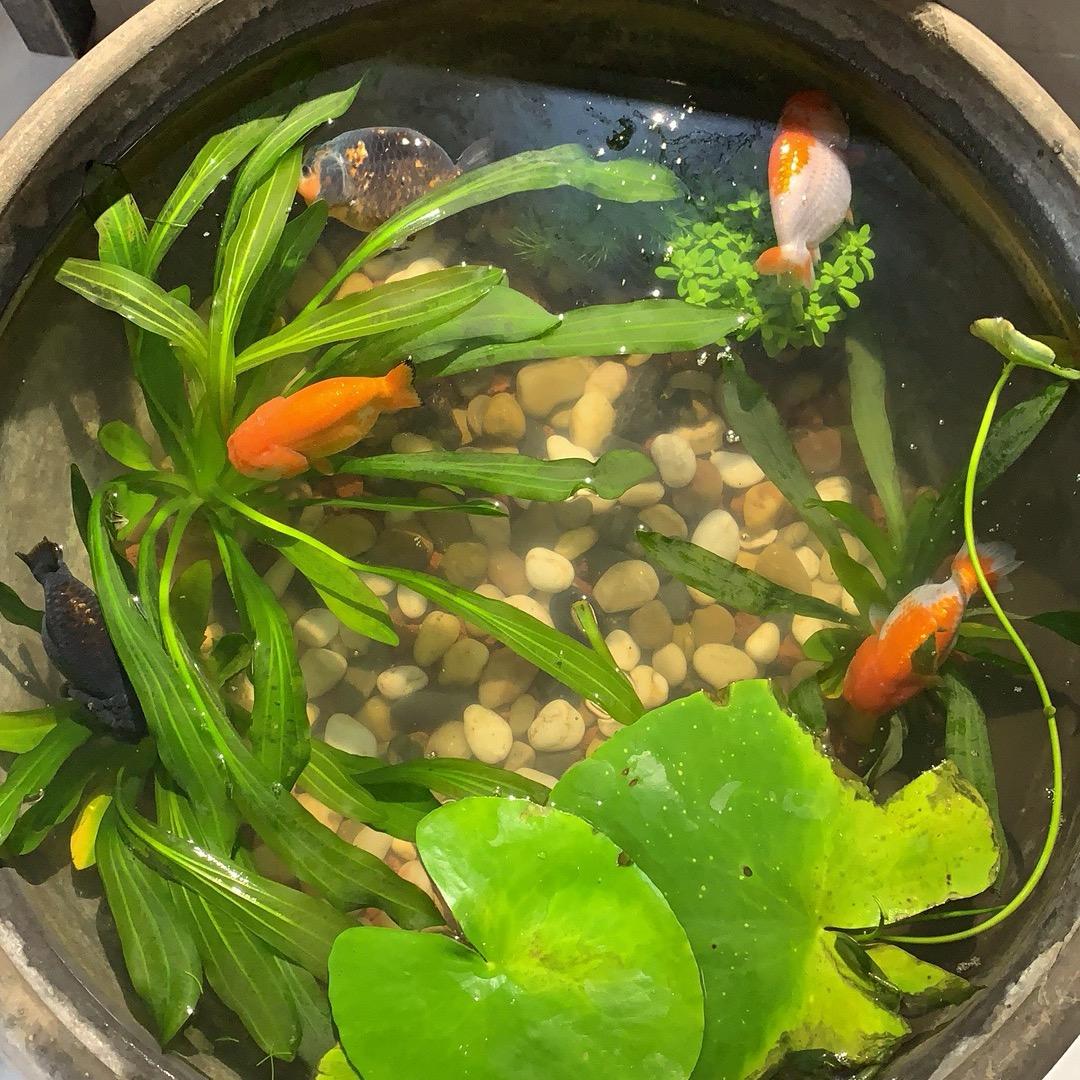 玫瑰花开