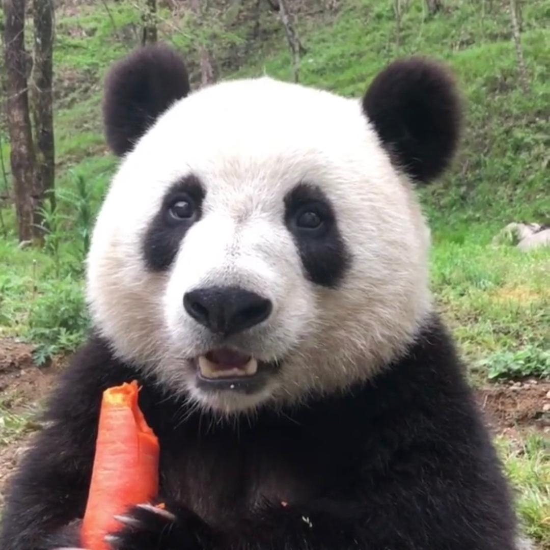 刘大元