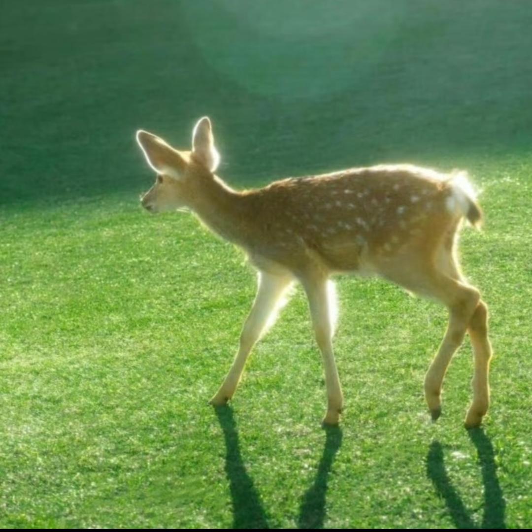 孟小宝