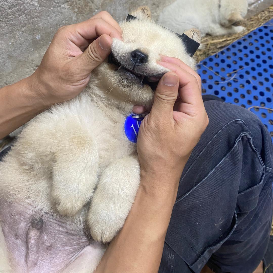 爱狗的老表
