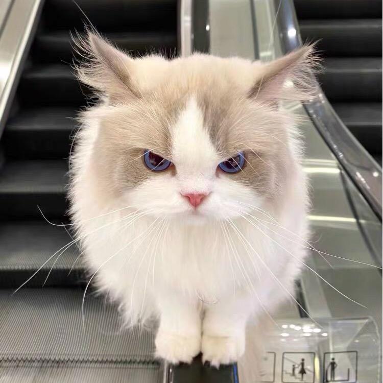 ***ღ᭄⃝妖妖᭄ྀོꦿ℘