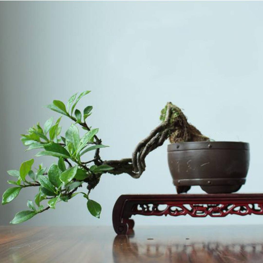 花木兰绿植