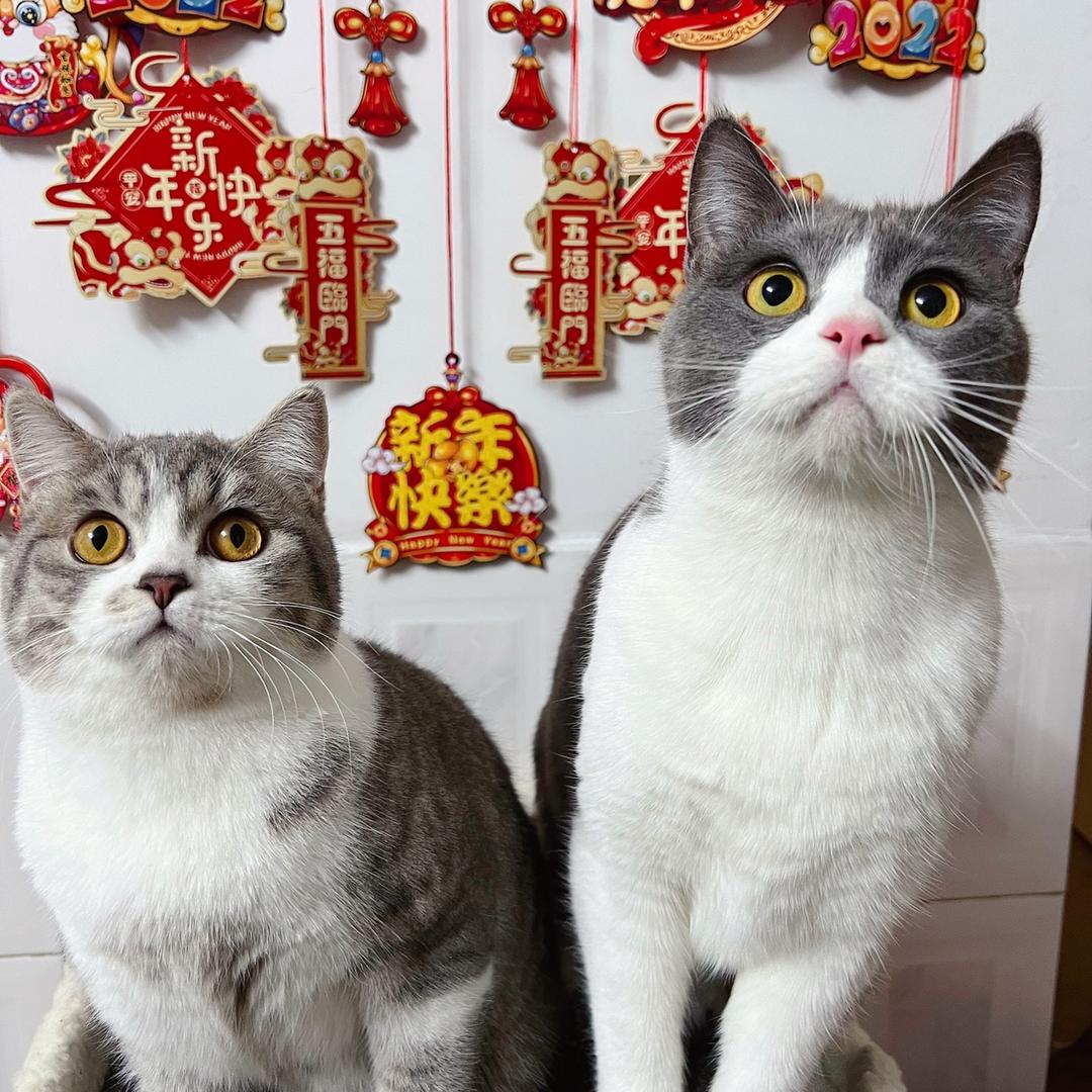 大理猫咪小院