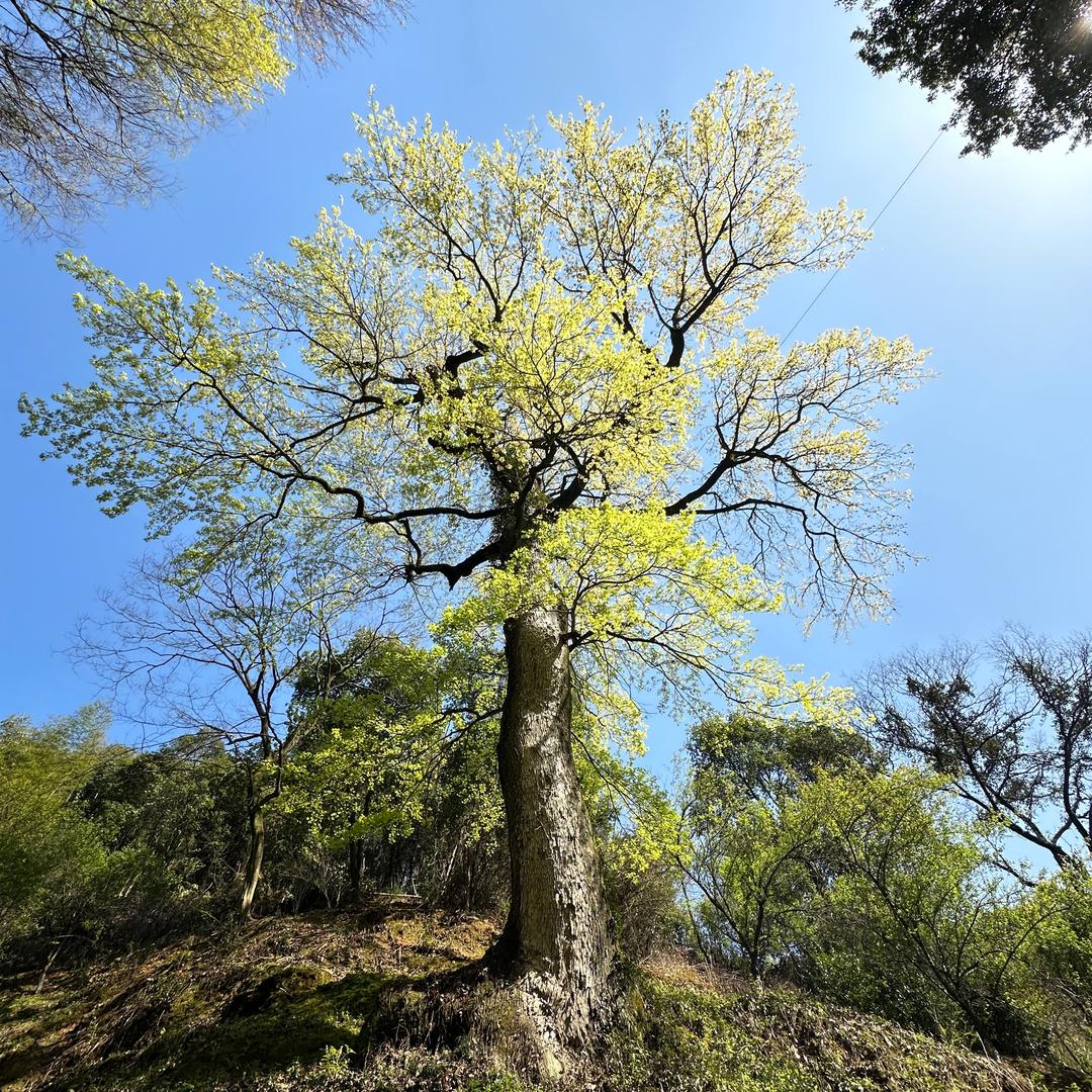 高裳珊珊直播号