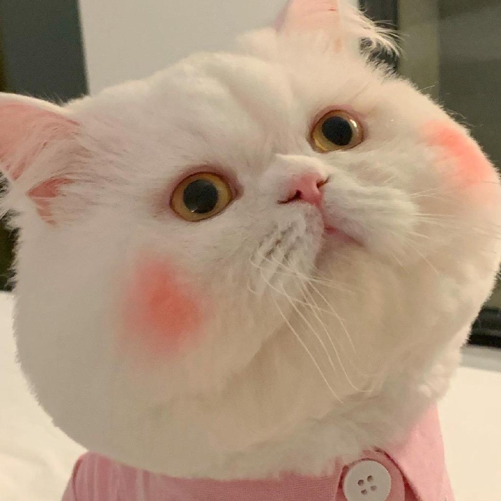 Sunday数码