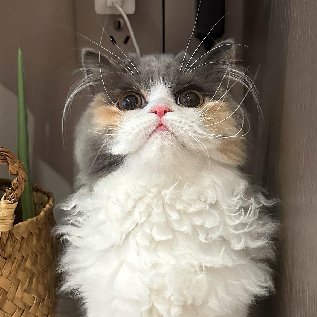 叨乐是只腮红猫