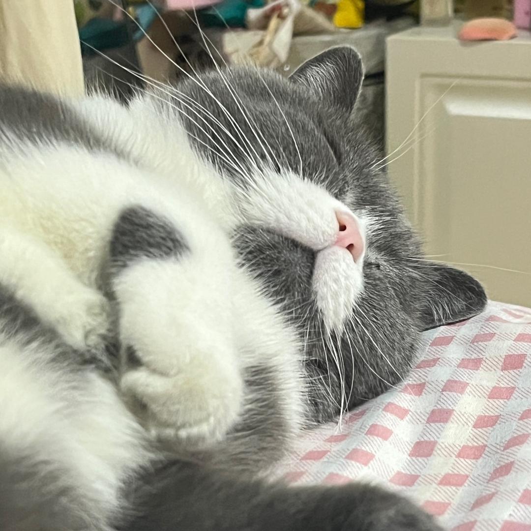 🌈别抢小猫冻干🐱