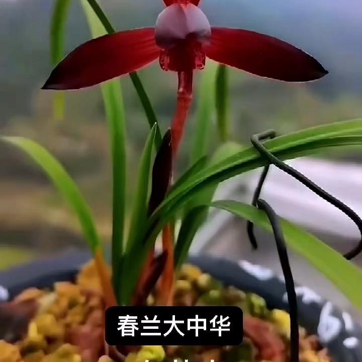 西苑兰熙花卉