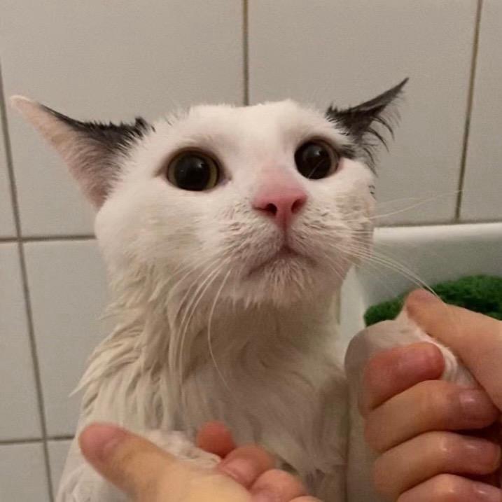 大聪啊