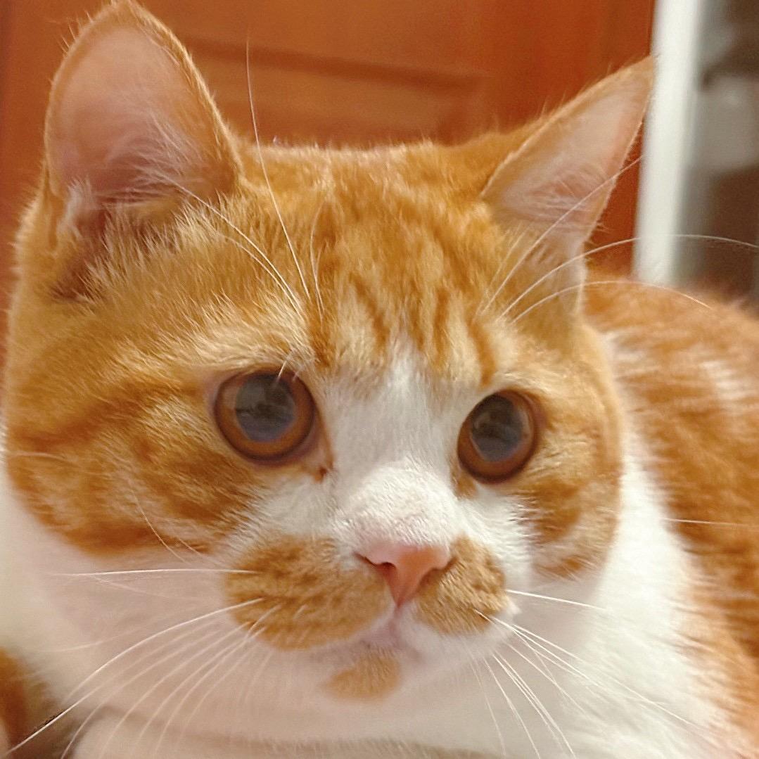 热爱占卜的泡泡🫧