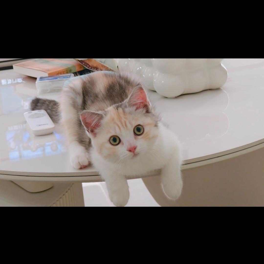 我家🐱叫芒果