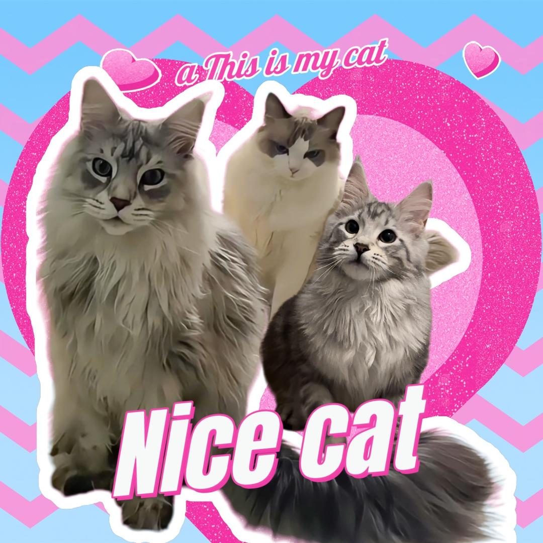三只吃货喵喵喵🐱🐱🐱