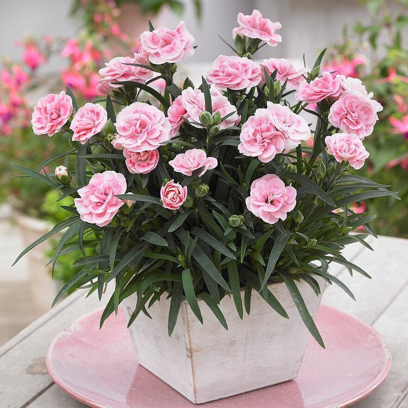 花拾间🌸