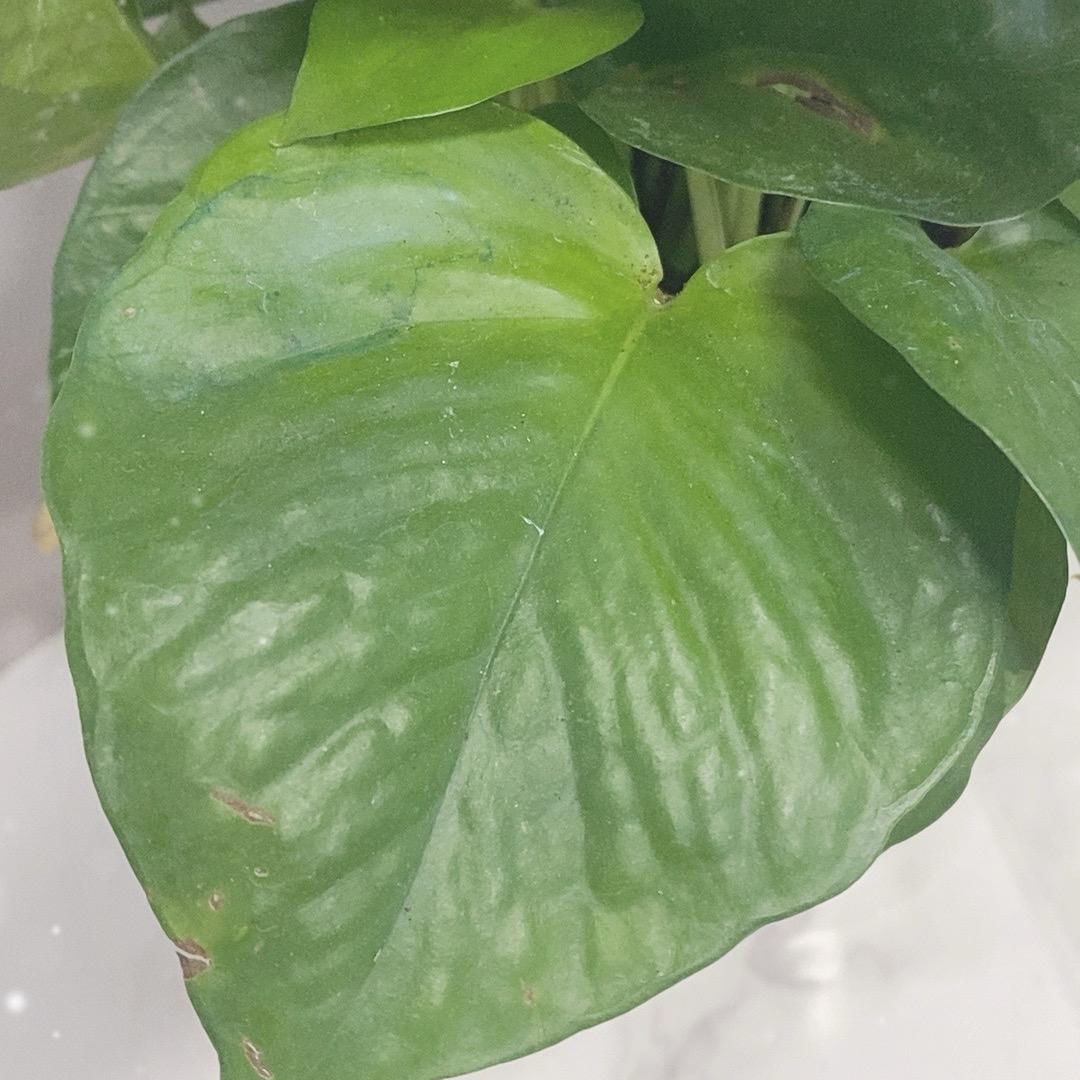 青春依旧美