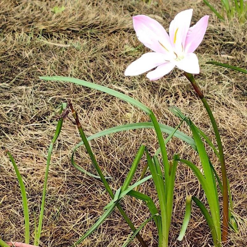 小小草🌱🌼头像