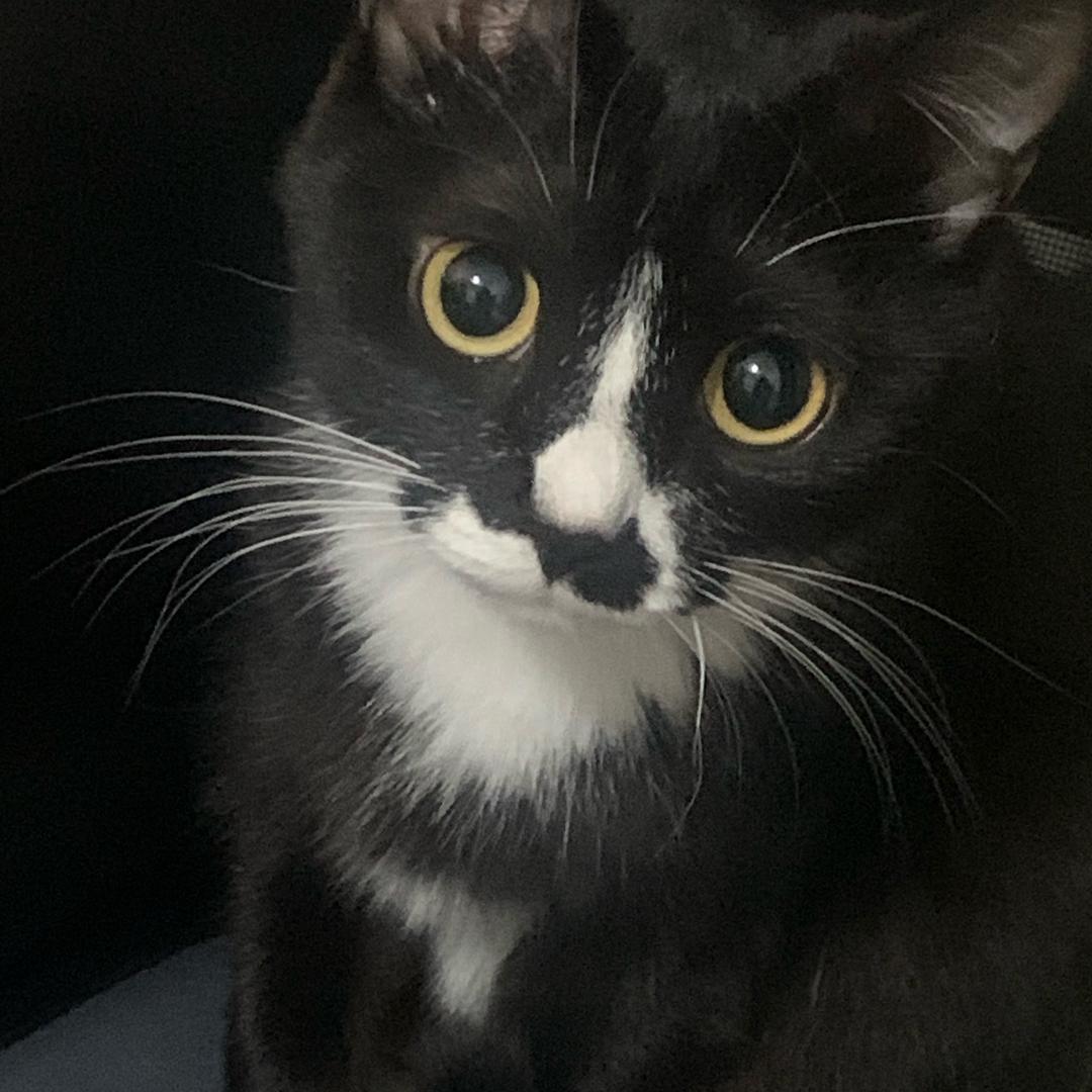 黑猫小驴