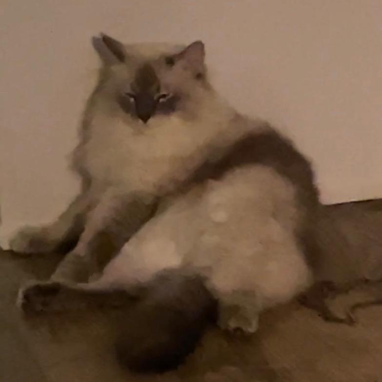 Ashley（发疯版）