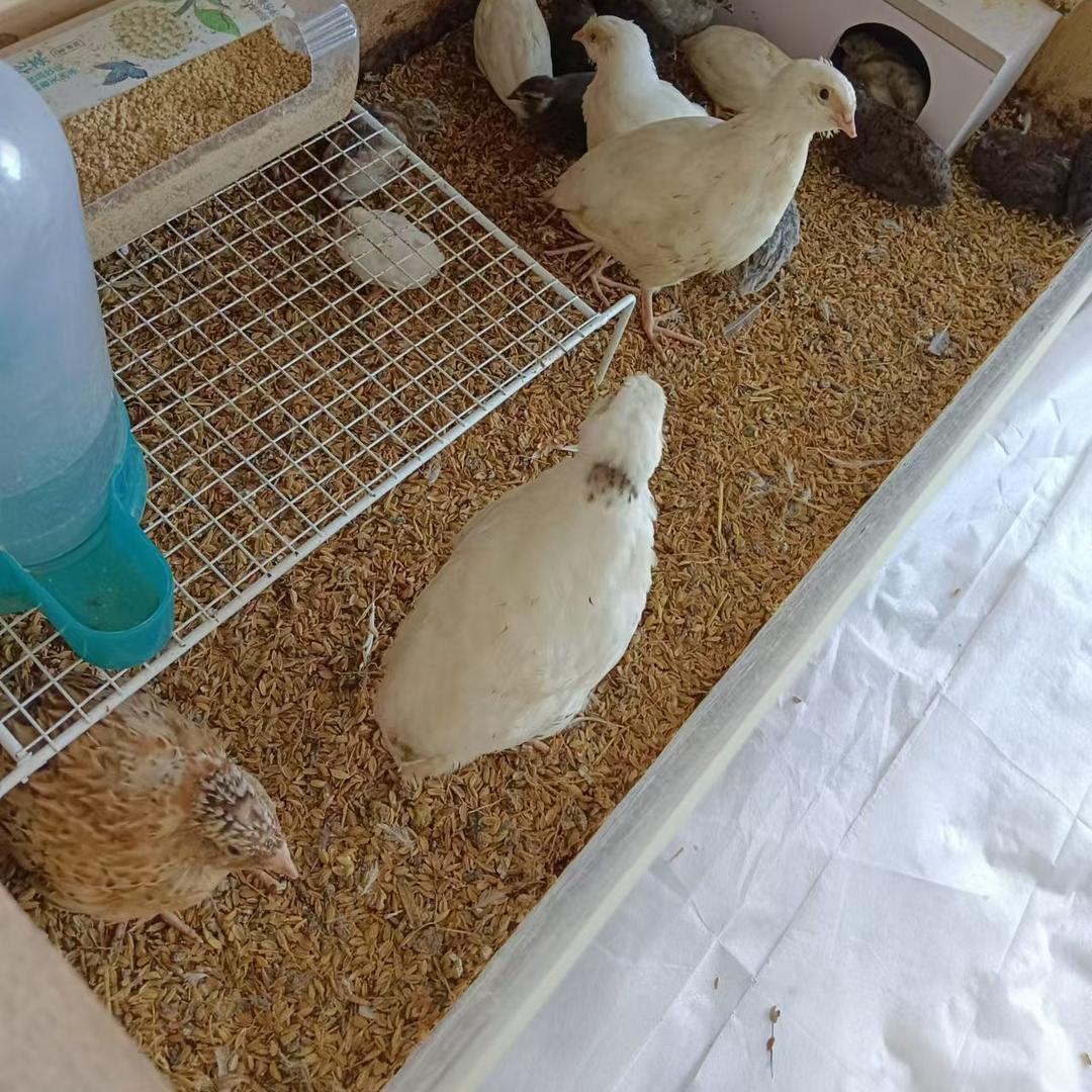 鱼跃龙门🇨🇳芦丁&沙维