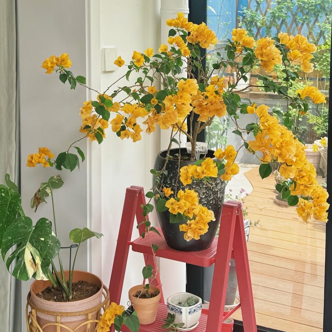 青藤诗社植物坊1