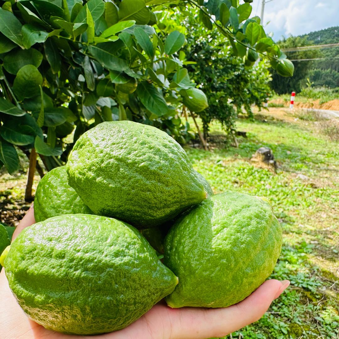 广东香水柠檬🍋原产地【广东地区】