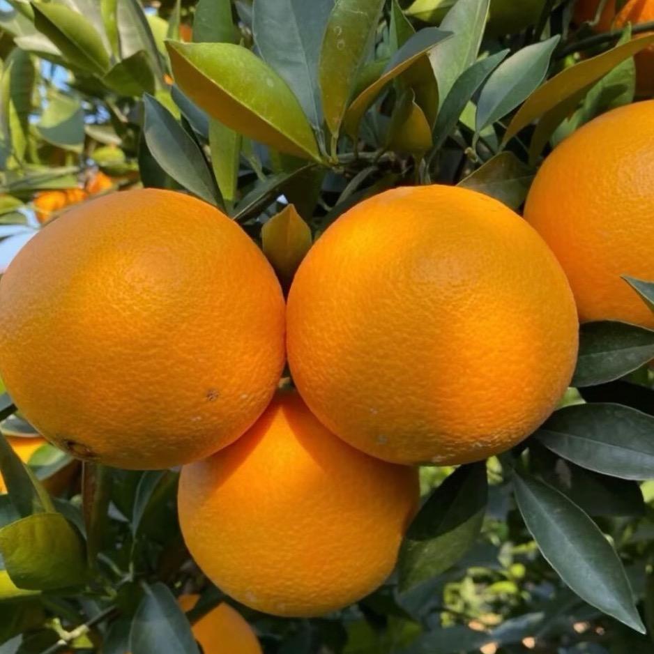 新享事橙（正宗赣南脐橙现摘现发）
