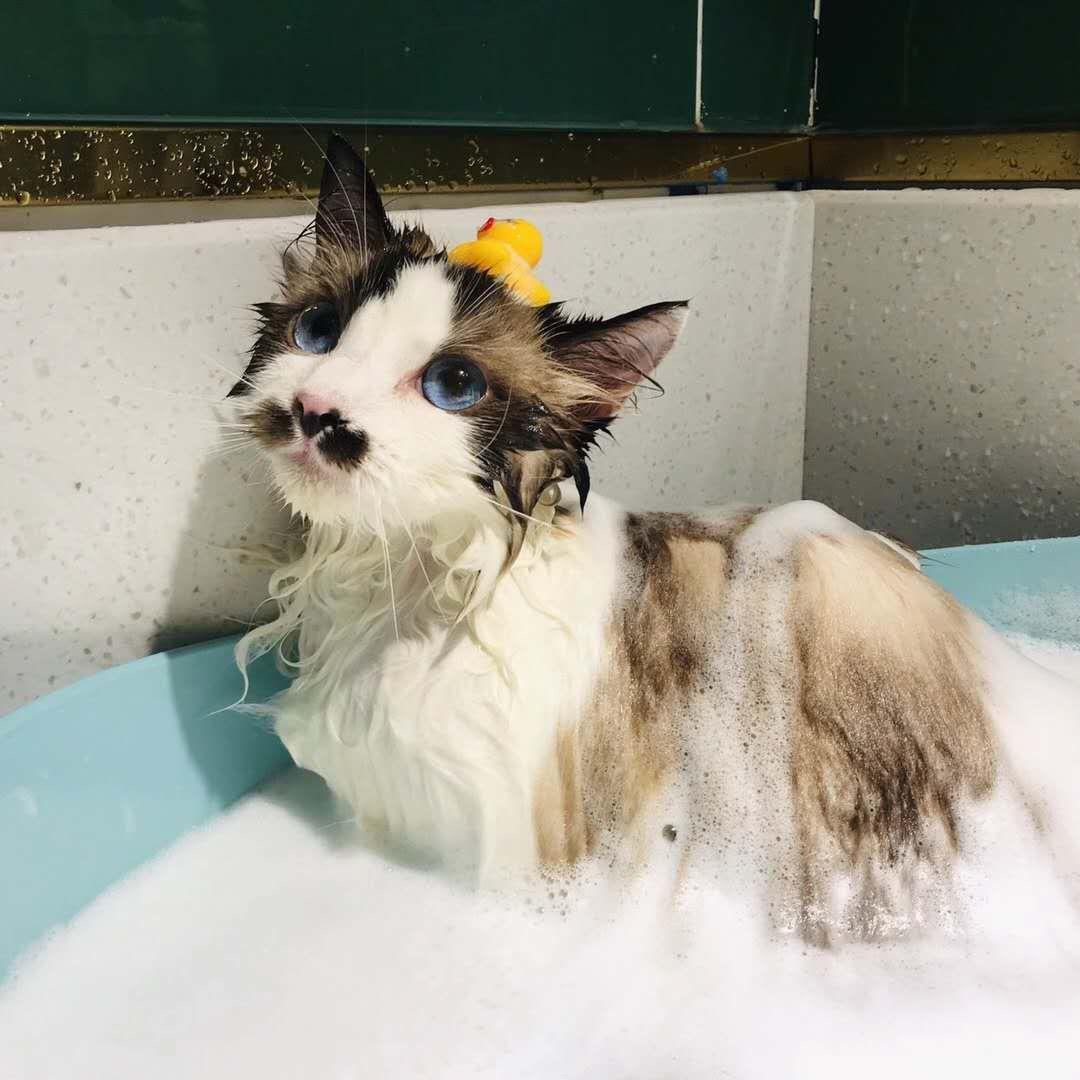 落酱今天吃饱了吗