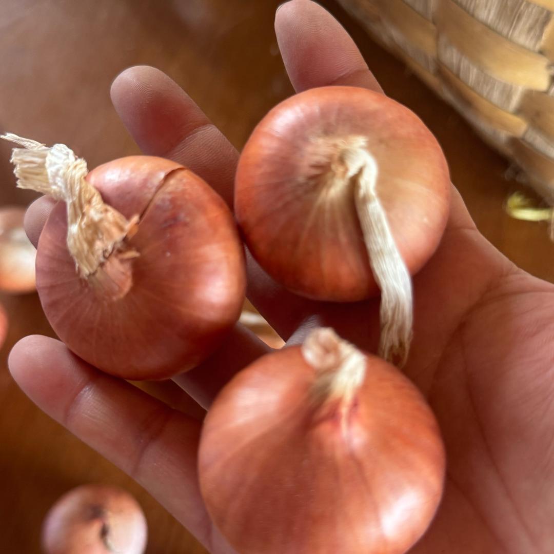 专业做缅甸洋葱