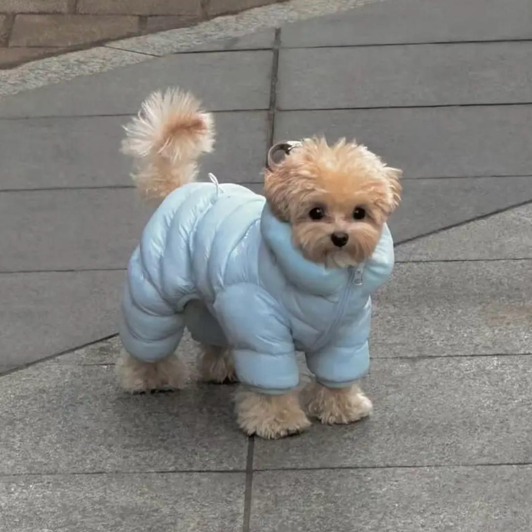 喵咪咪（每日一菜）