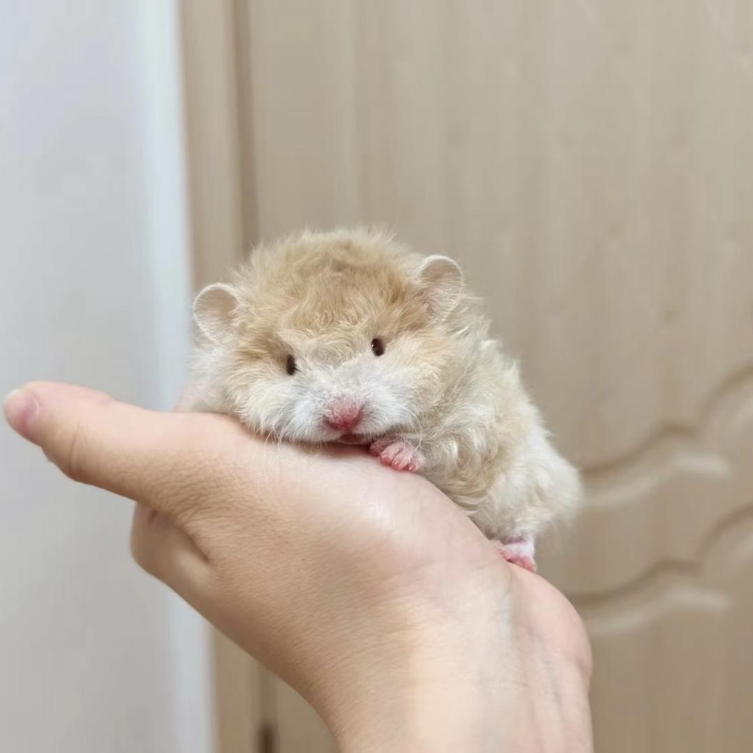 月亮家熊舍