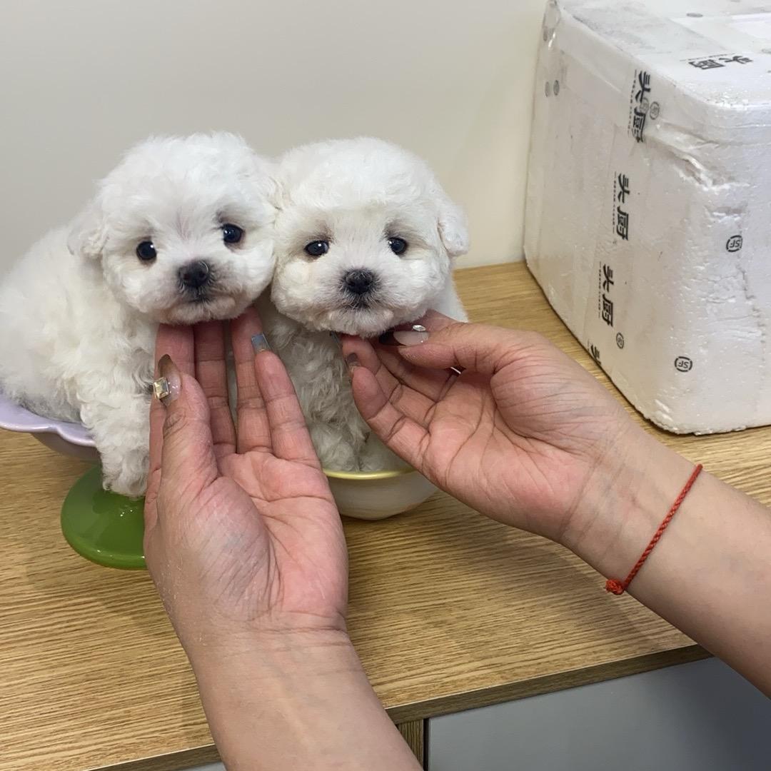 许昌爱丽丝犬舍