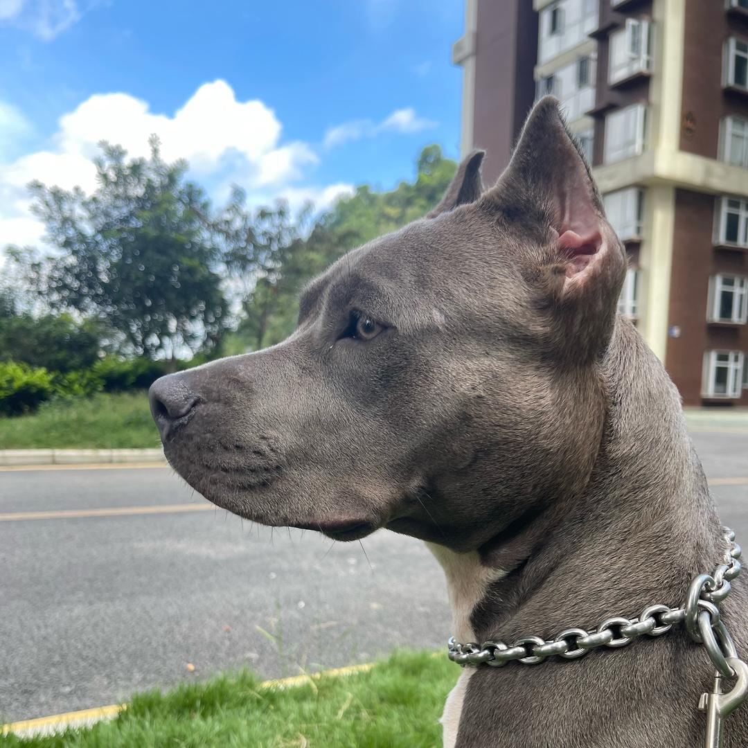 小葵是只斯塔福。