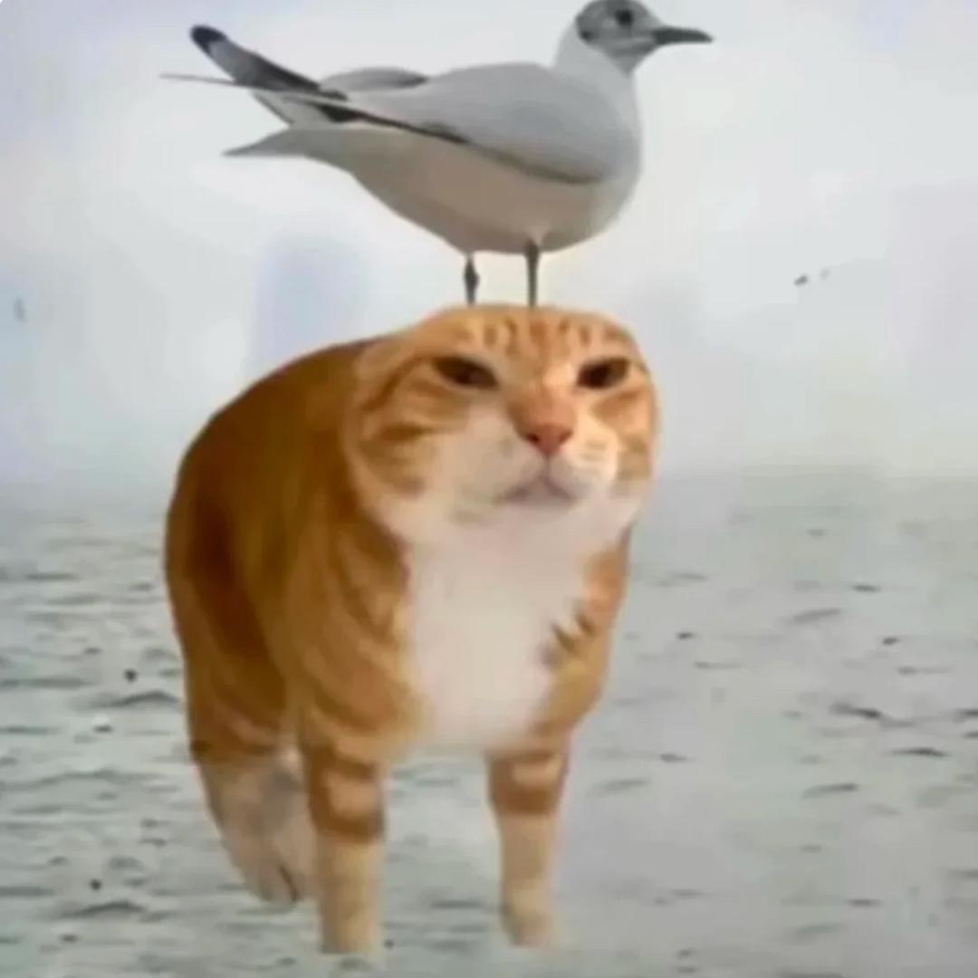 meme大榴莲