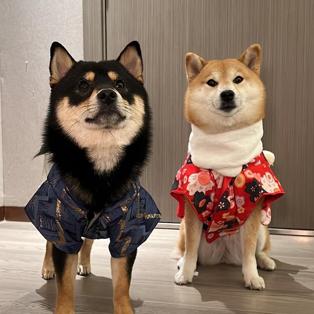柴犬千千与豆柴芭乐