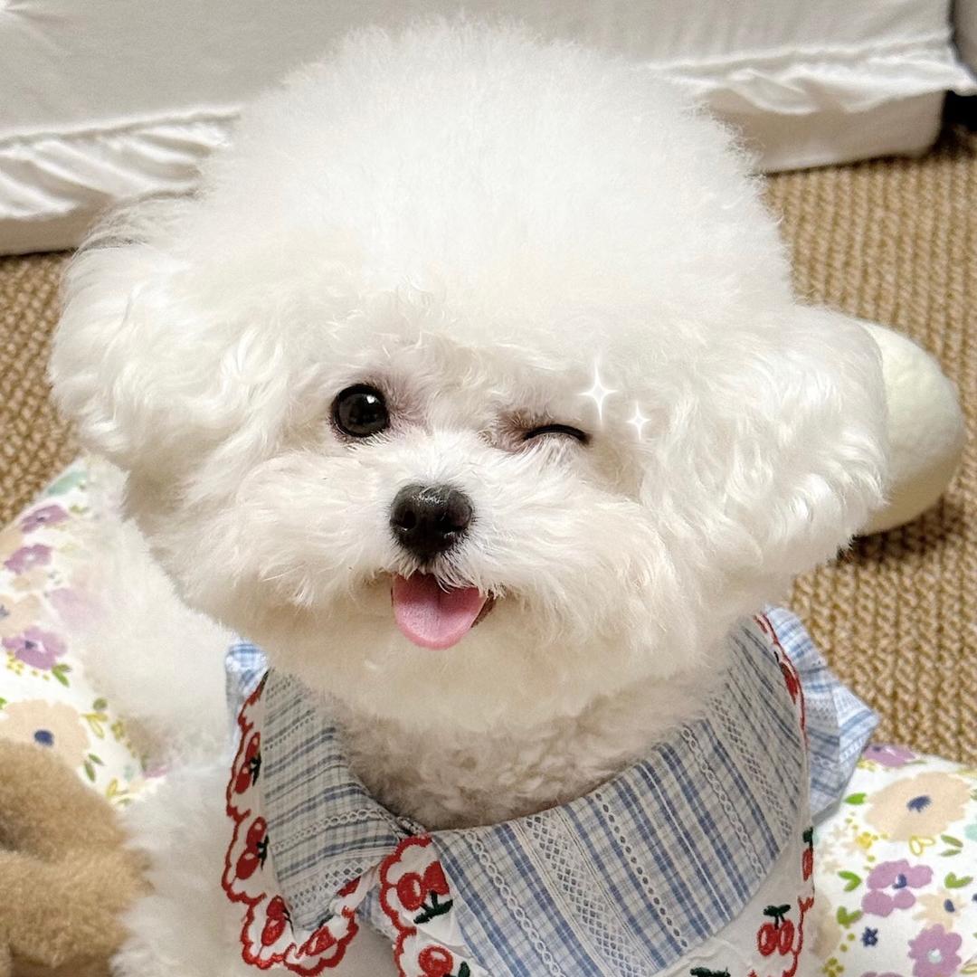 比熊之家🏠（买🐶留V）