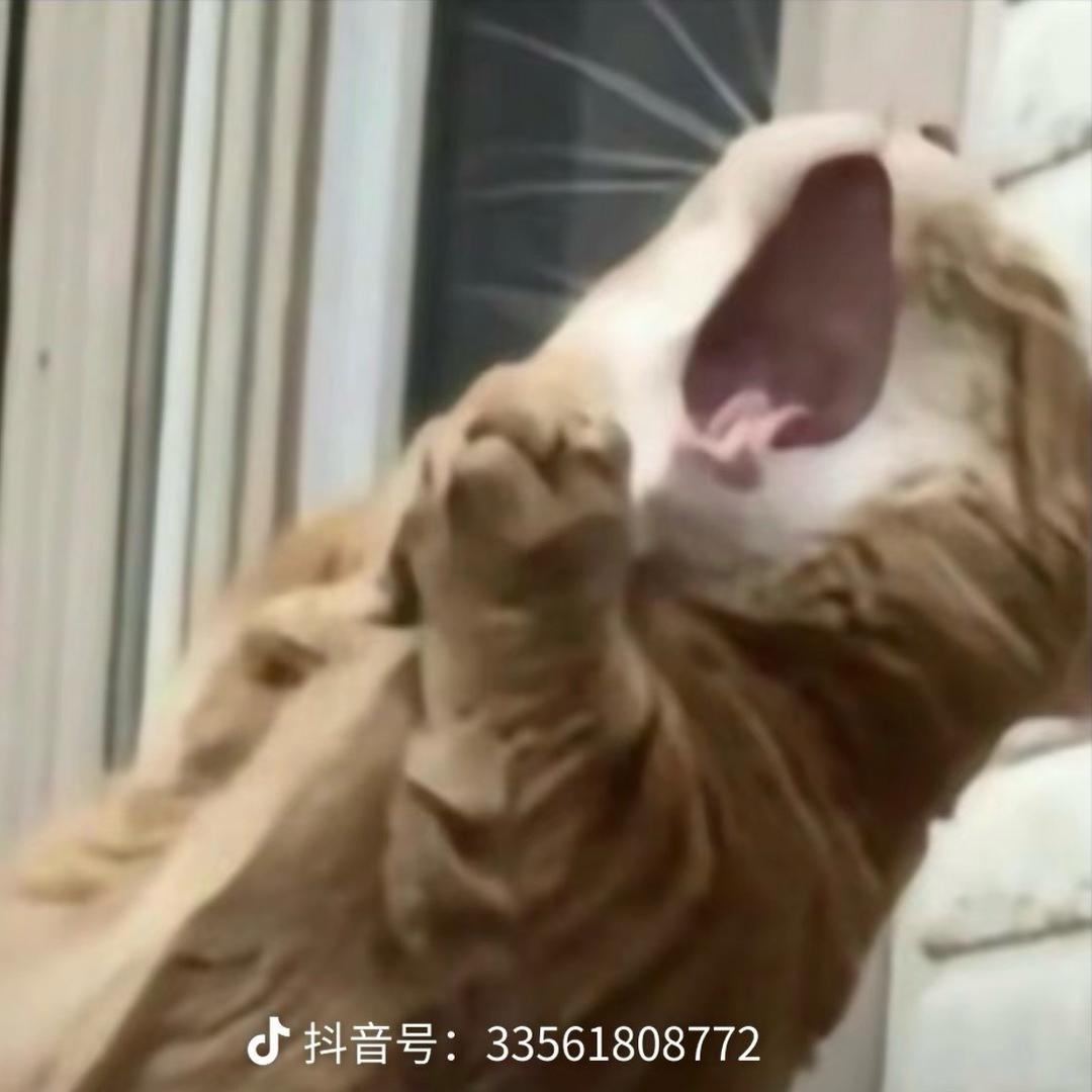 除了鼻子全是缺点