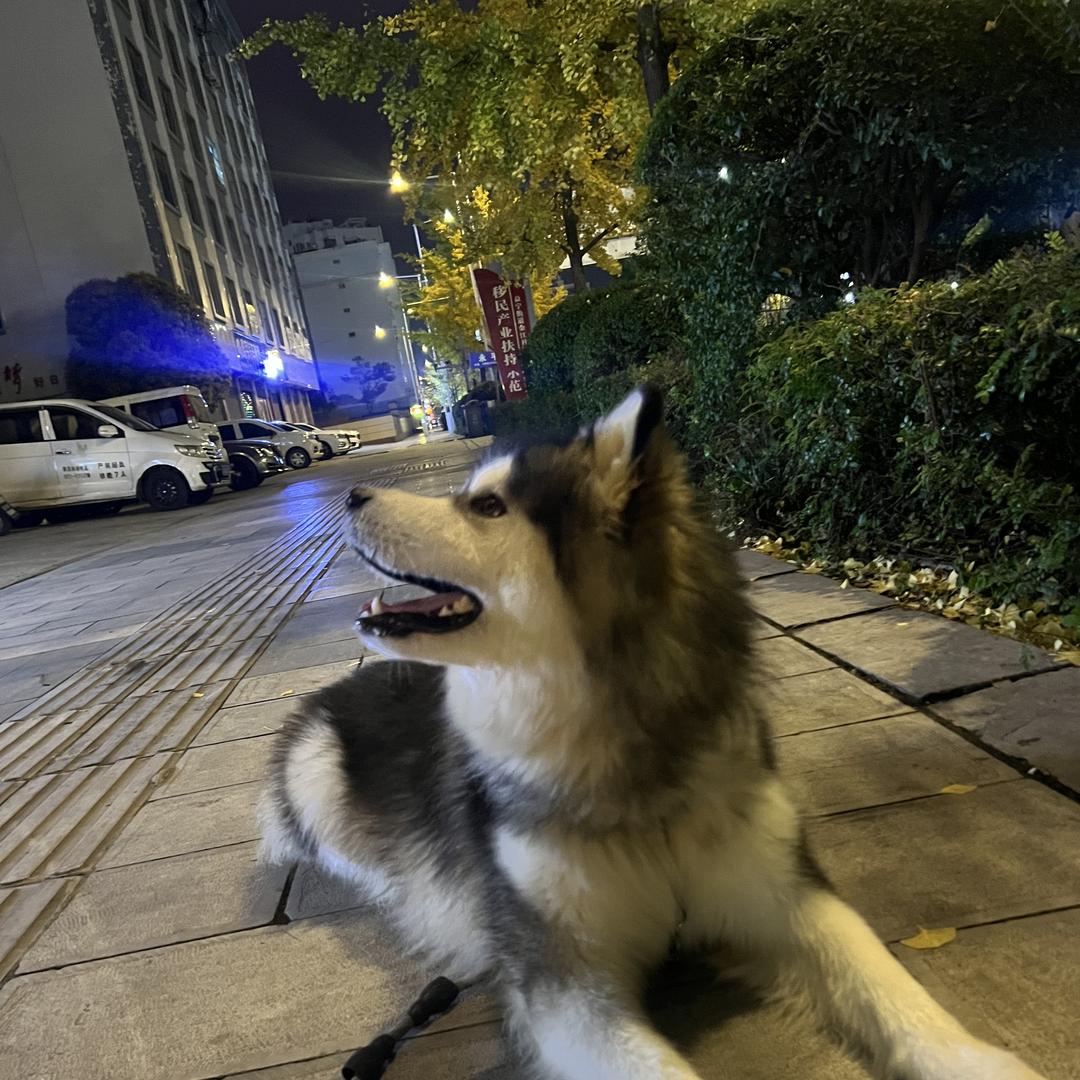 骆驼电瓶配件