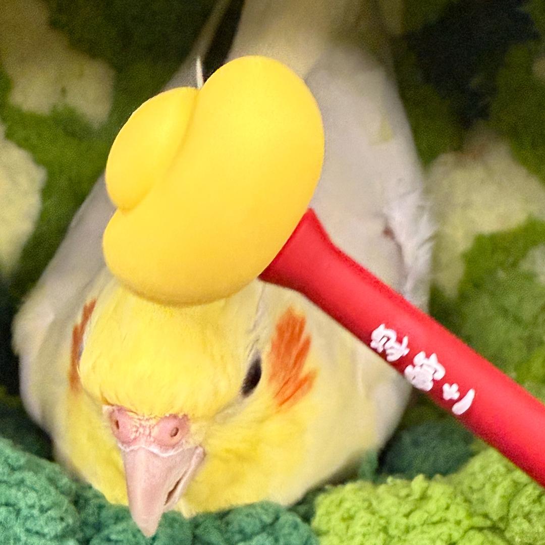 小绒球