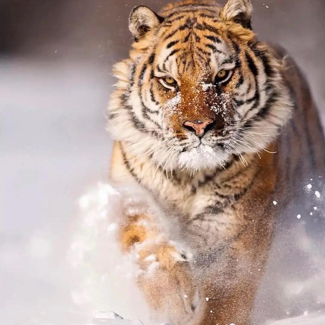 今夜雪无痕