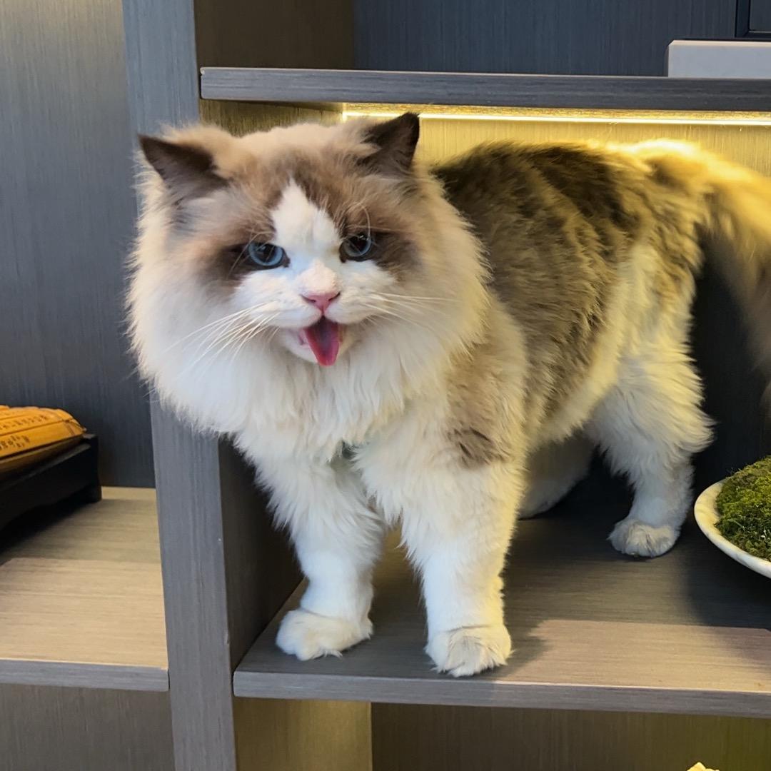 王大炮（郓城）