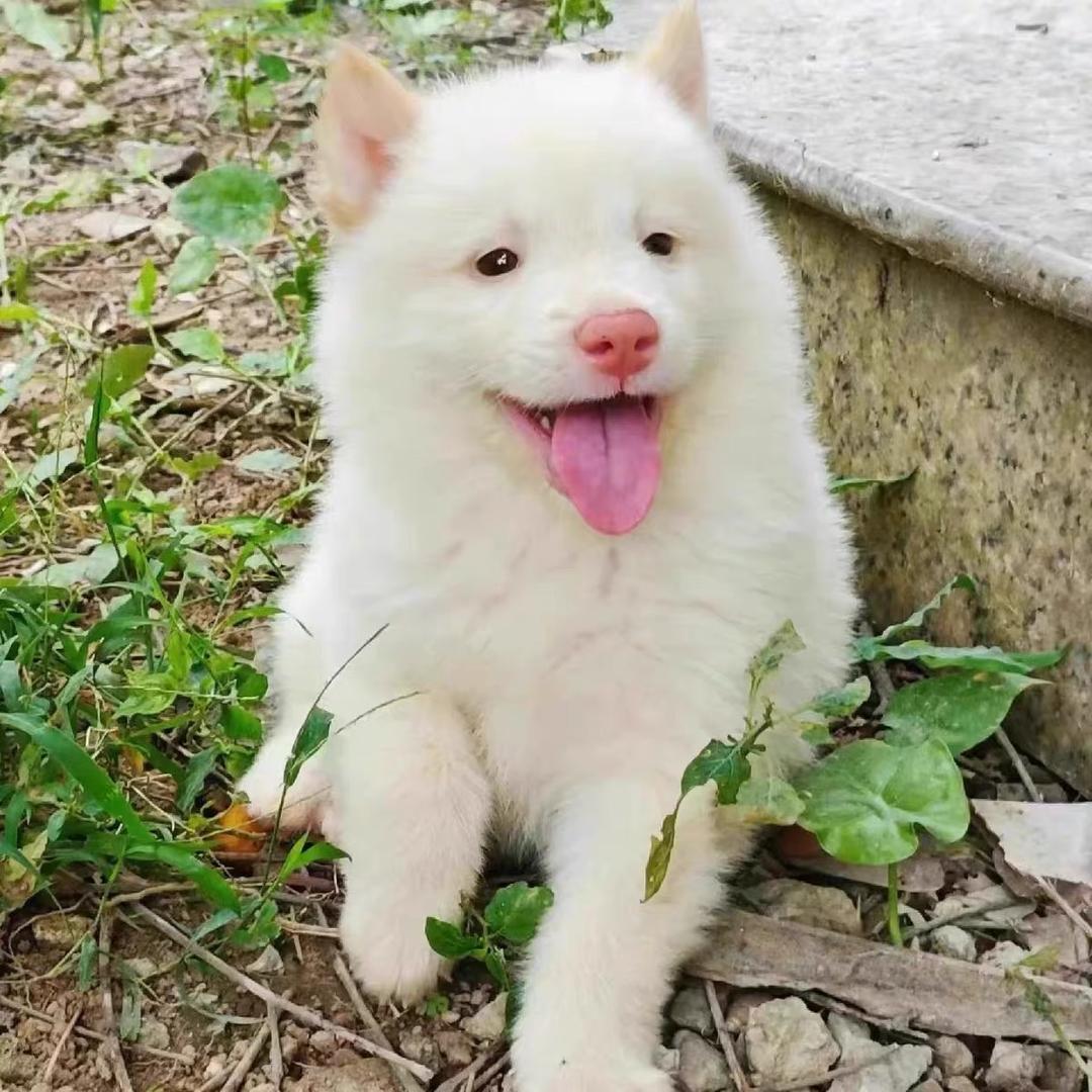 小狗汪汪