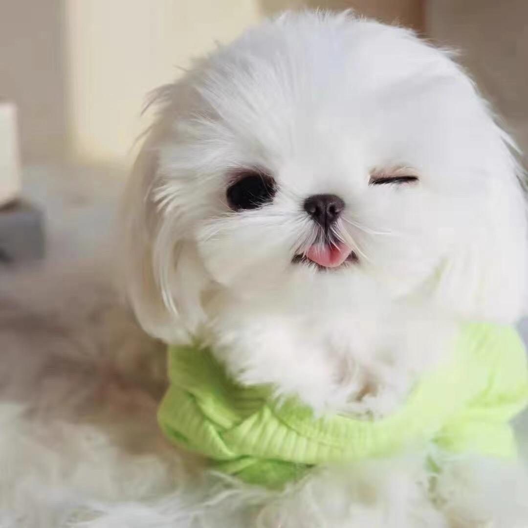 萌宠的乌托邦
