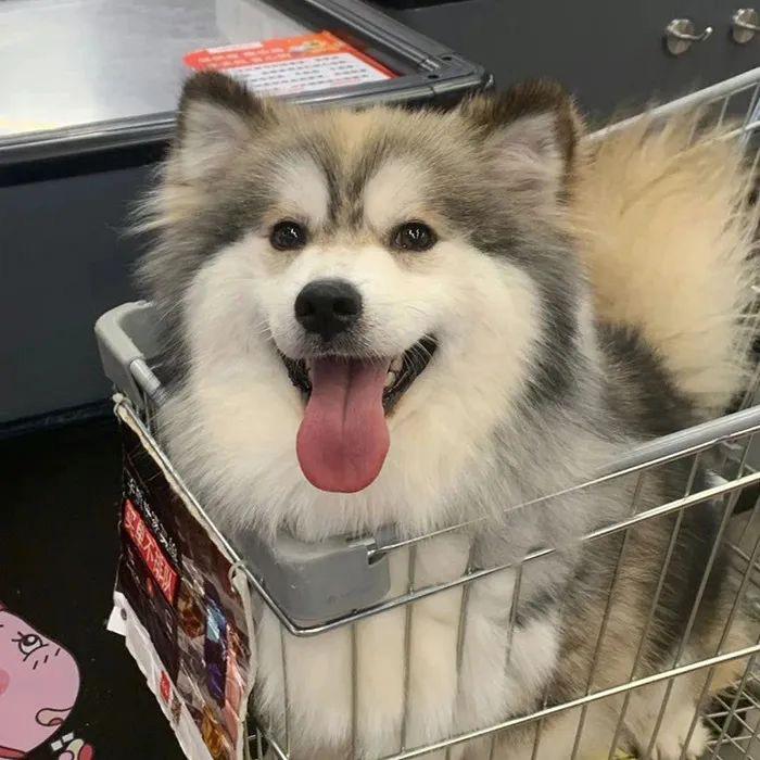 𝑳𝒖𝒚𝒖𝒂𝒏.