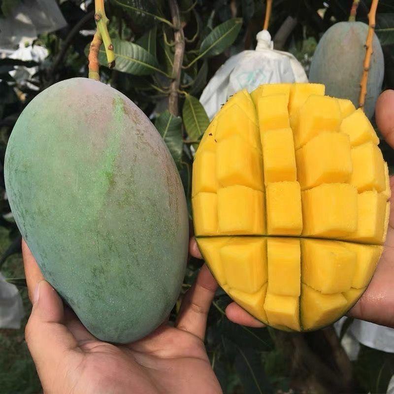 产地鲜果-芒果🥭