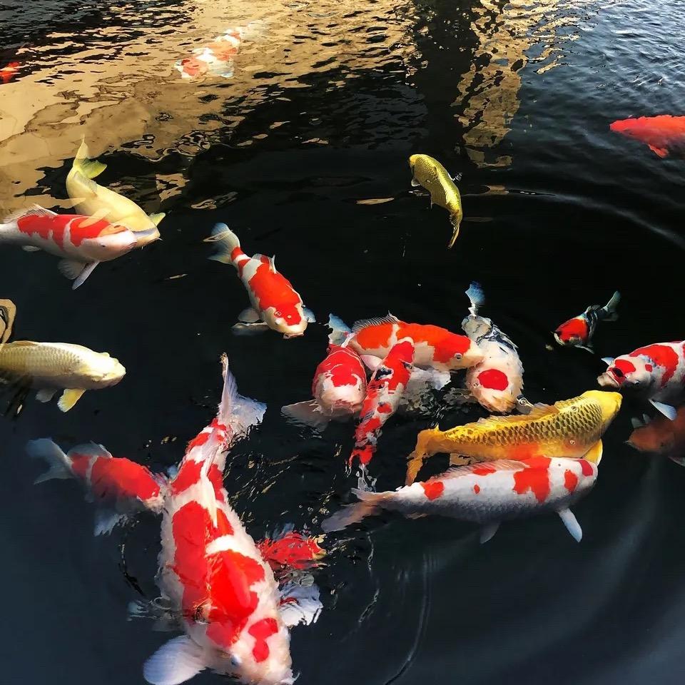 郑州财源水产养殖场