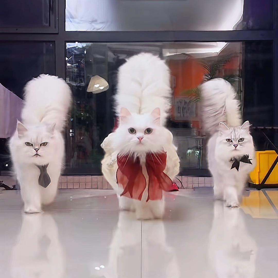 WC呆萌❤️❤️❤️