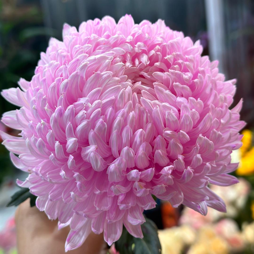 华宣健康管理中心