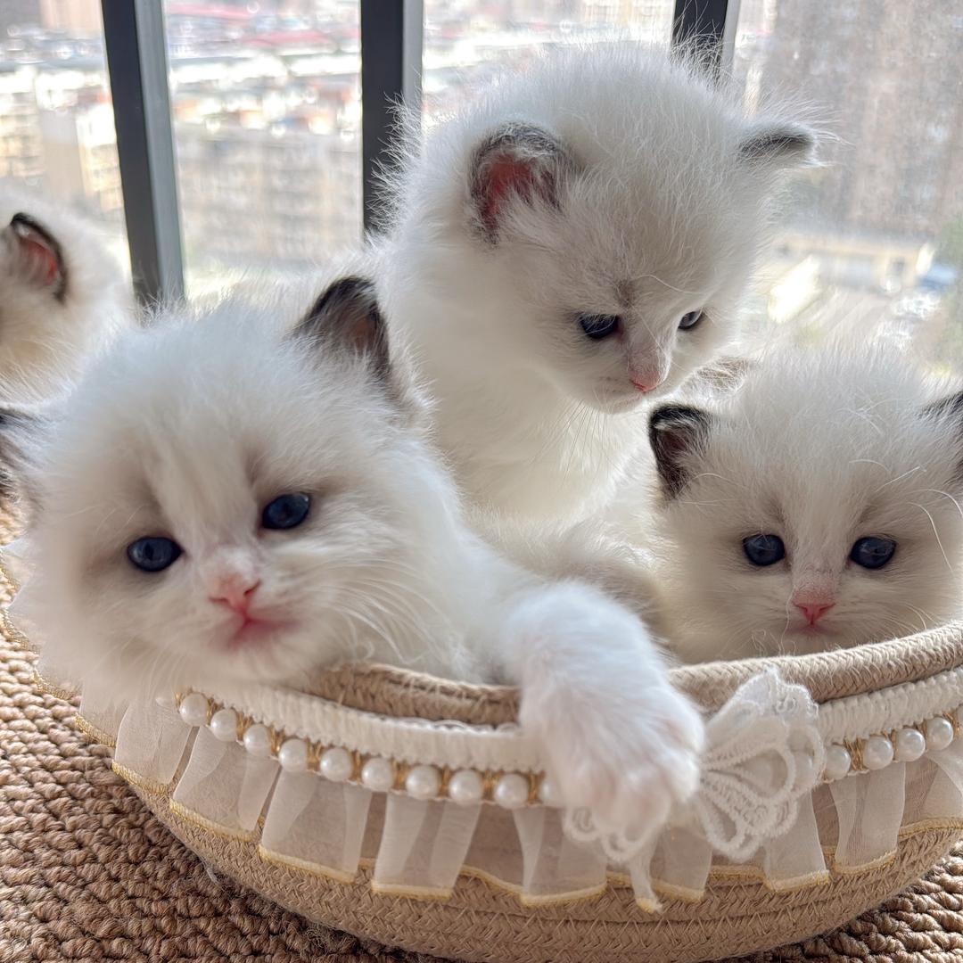 云云的猫