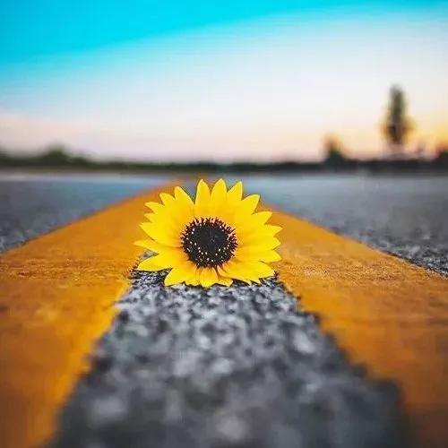 🌻      Wk.
