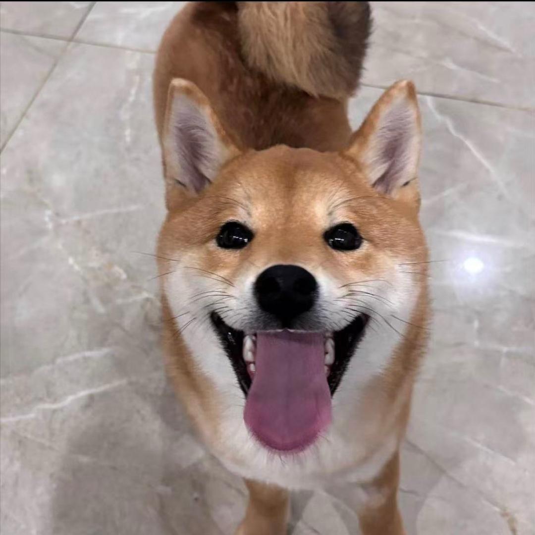 团团是只柴