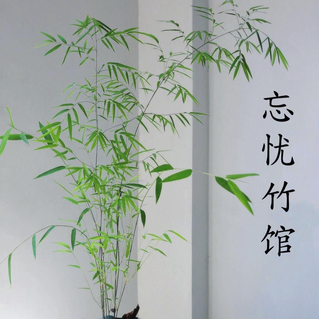 忘忧竹馆